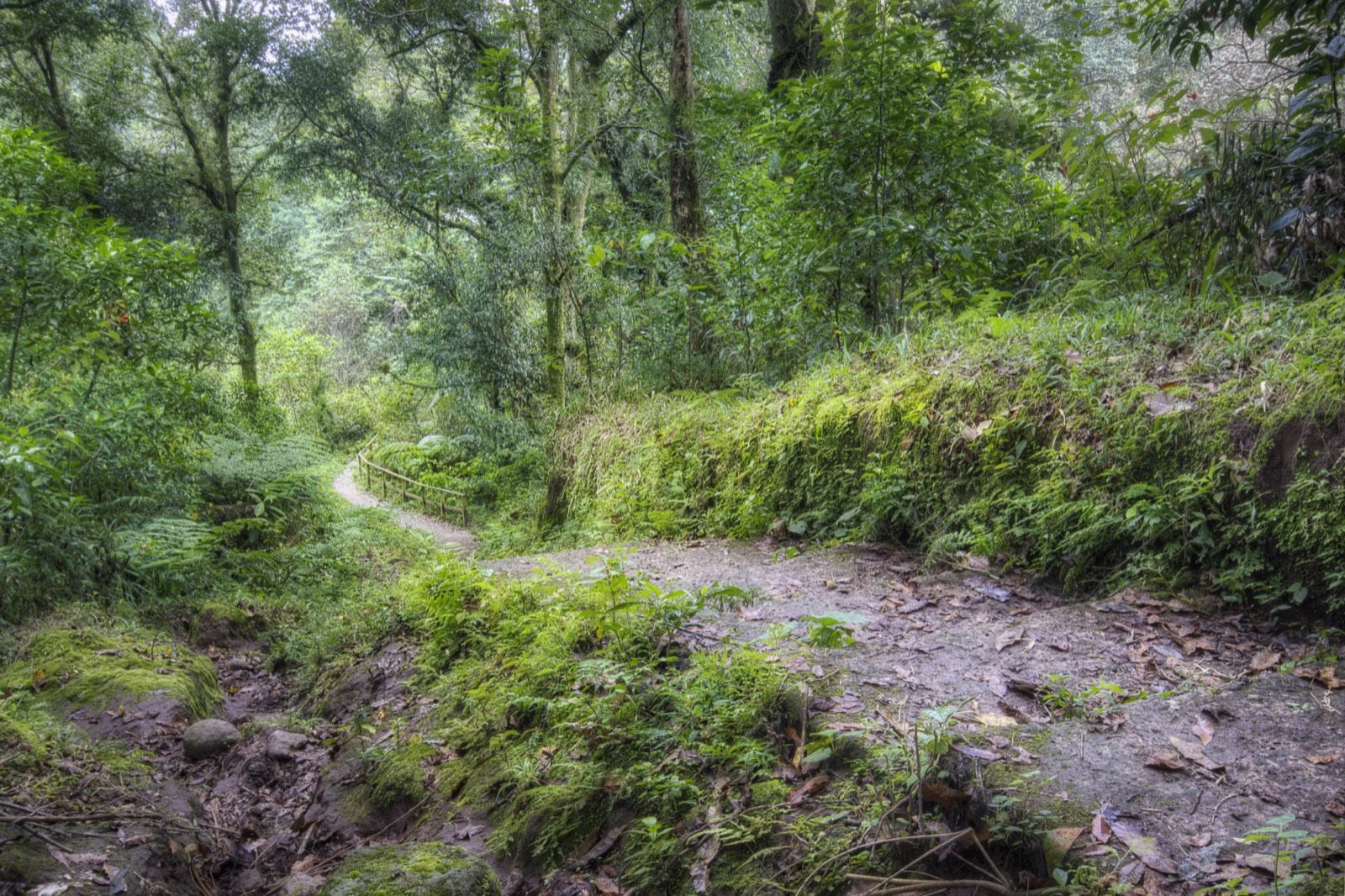 Sendero en el bosque de niebla de la región de Coatepec