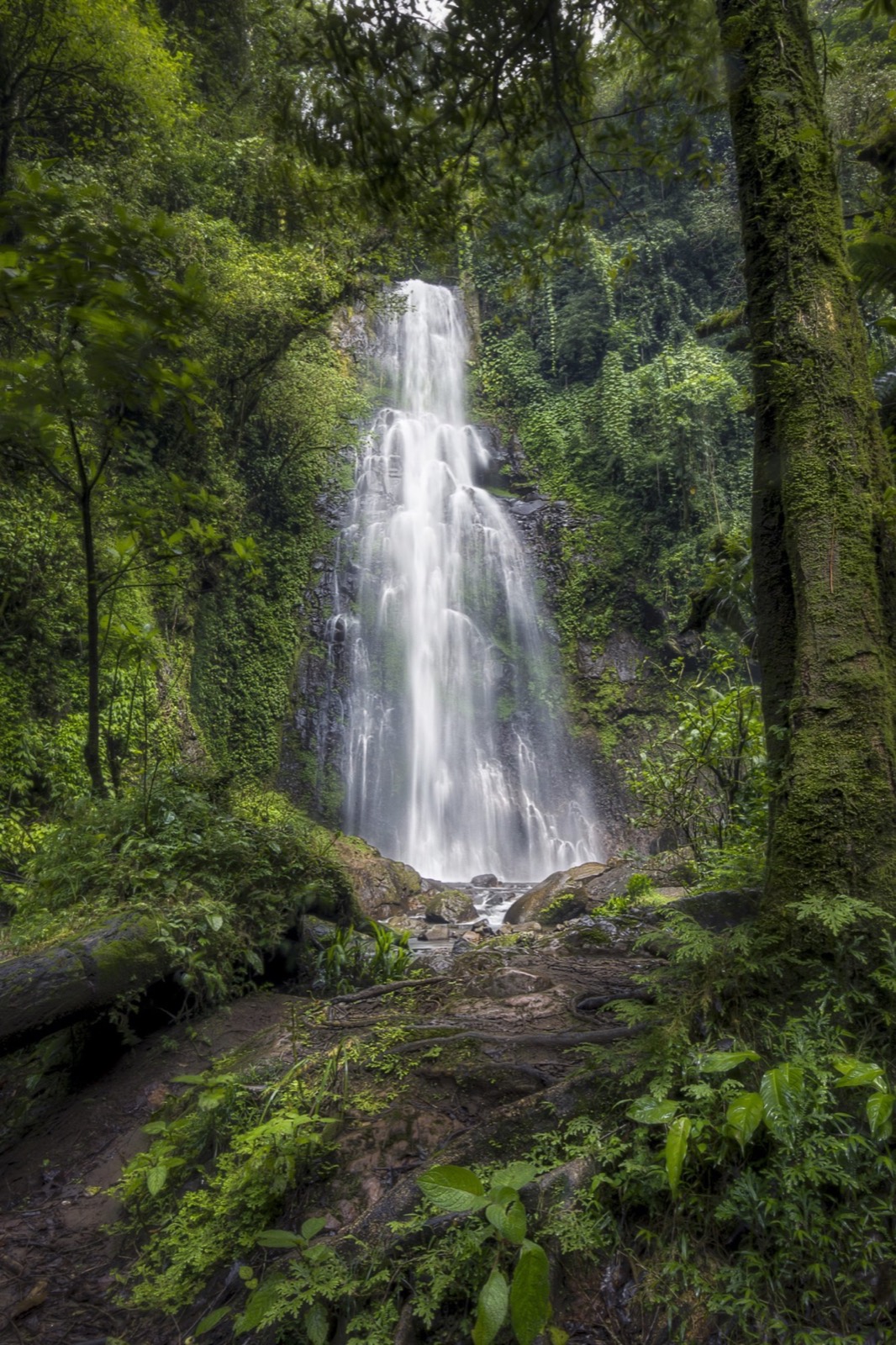 Cascada alta rodeada por vegetación