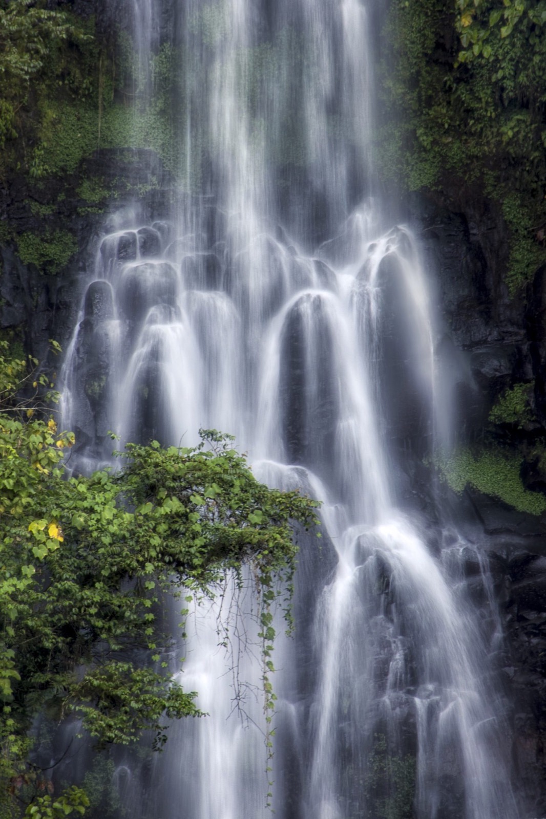 Cascada entre el bosque de la región