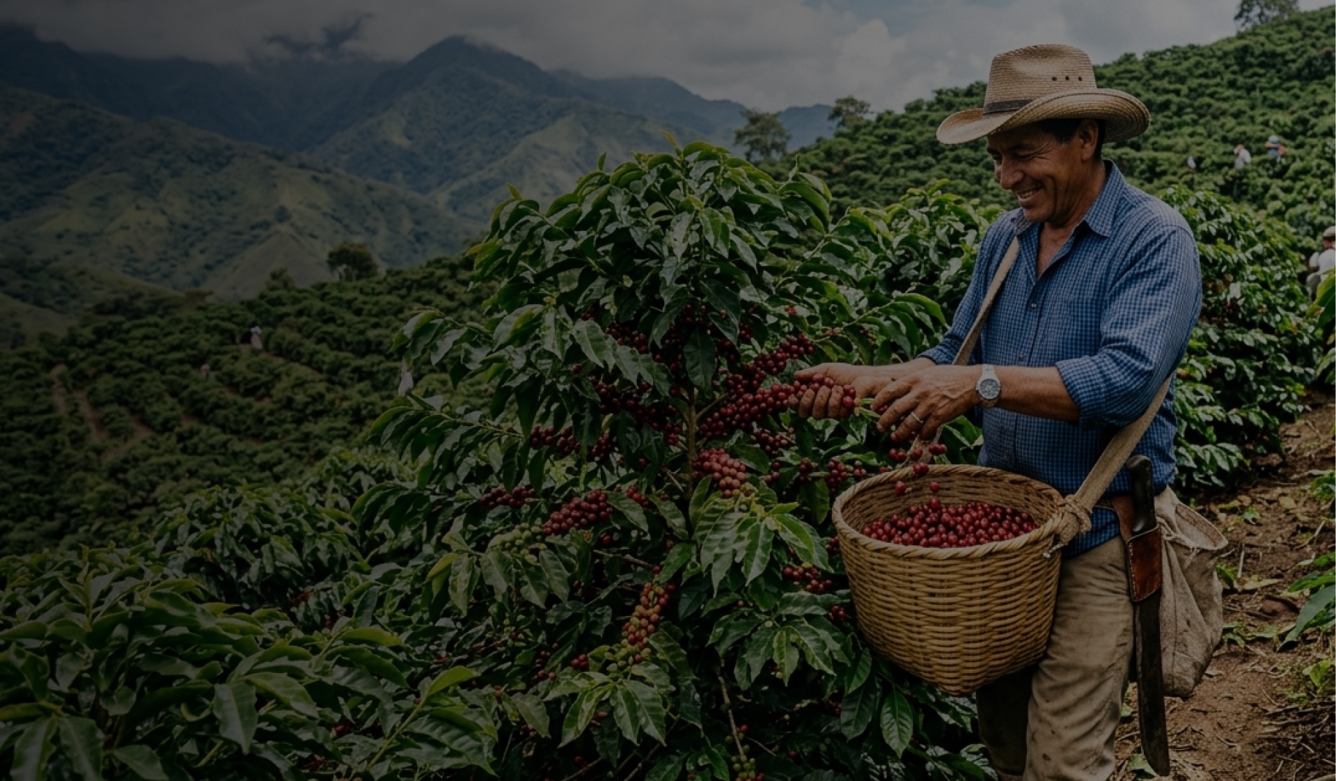 Productor cosechando café maduro